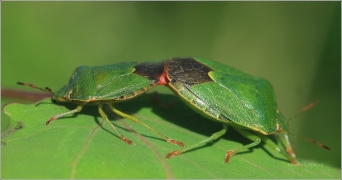 <p>KNĚŽICE TRÁVOZELENÁ (Palomena prasina) ---- /Green shield bug - Grüne Stinkwanze/</p>